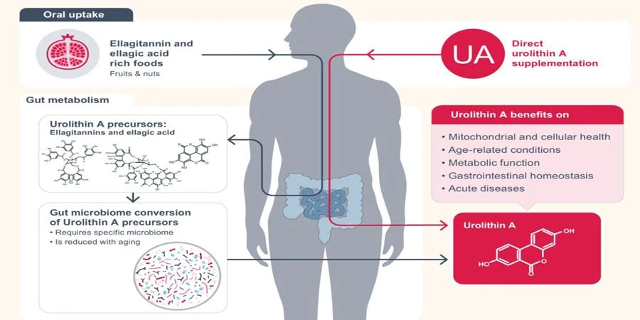 Urolithin Ac