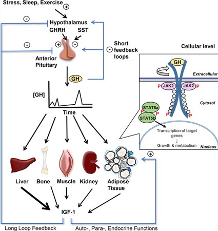 product-425-450 product-425-450