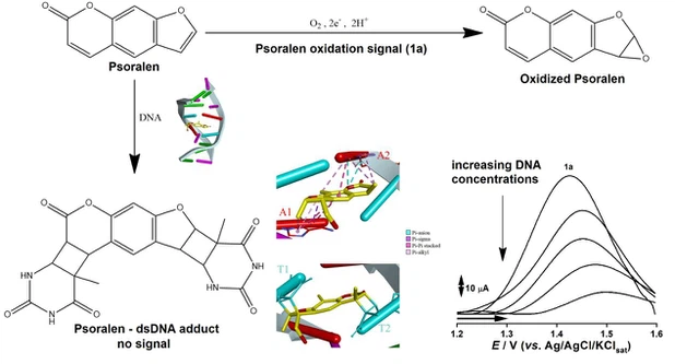The Mechanism of Psoralens The Mechanism of Psoralens