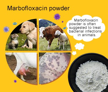 Kuidas saab inimelu olla ilma väikeloomadeta?