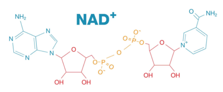 NAD+ structure NAD+ structure