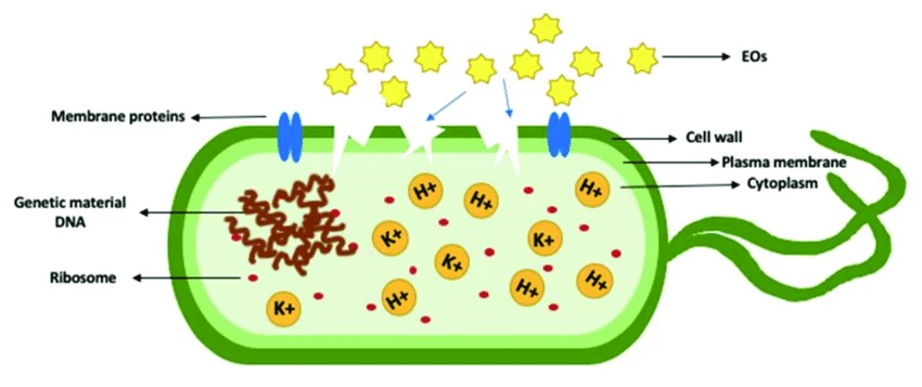Rivanol Powder mechanism of action Rivanol Powder mechanism of action